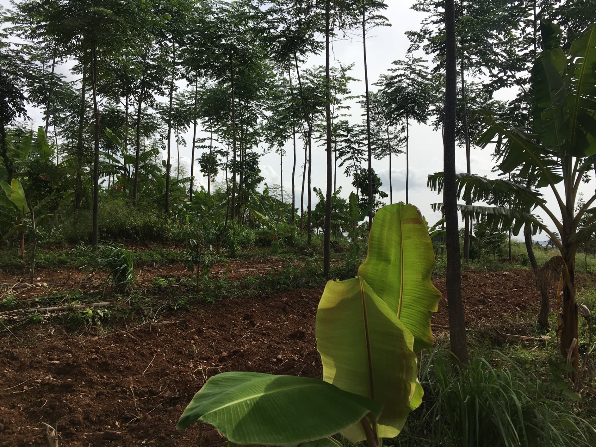 Tall timber trees and banana plants growing together on tilled red soil