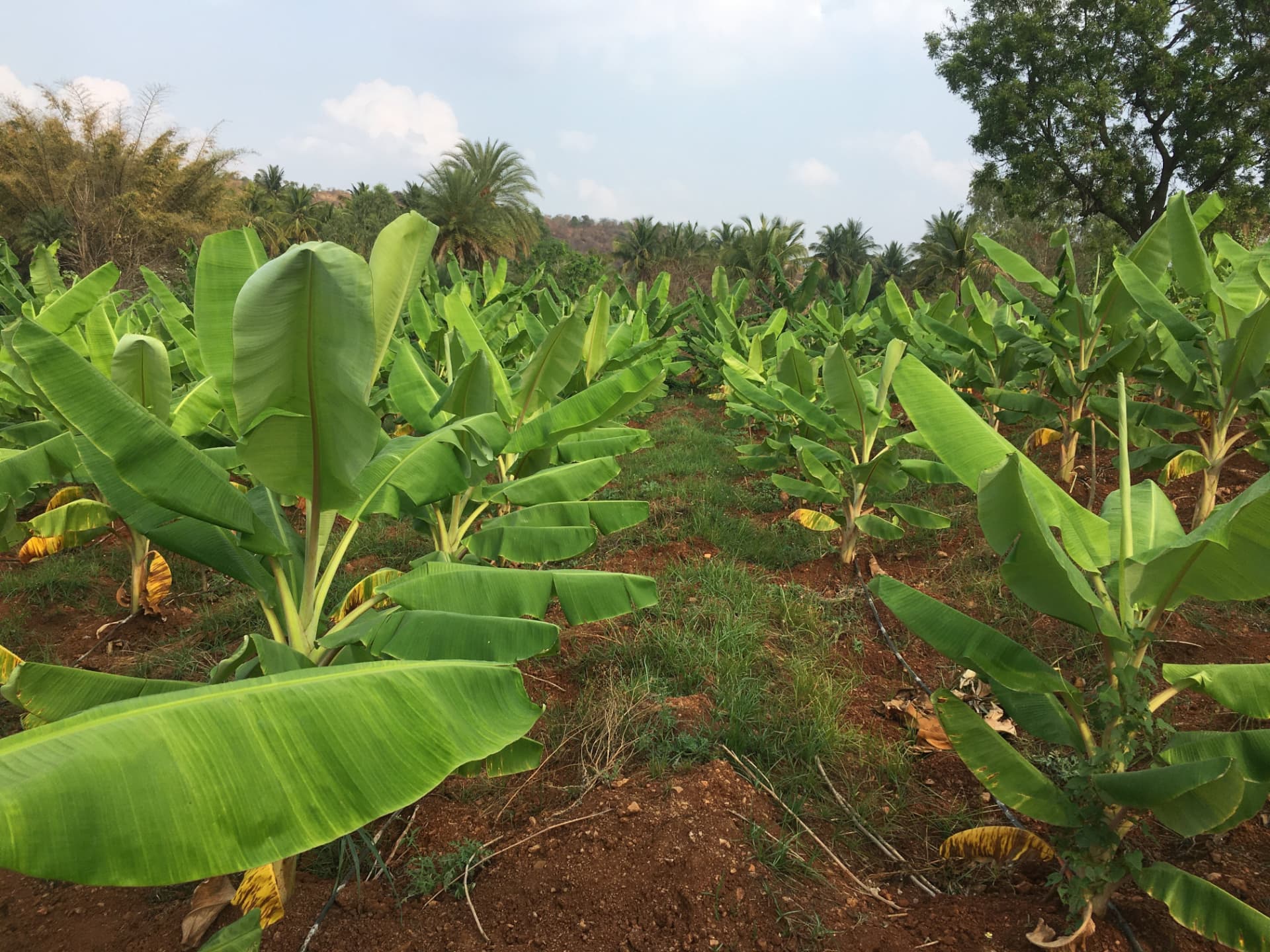 Rows of healthy banana plants under a clear sky