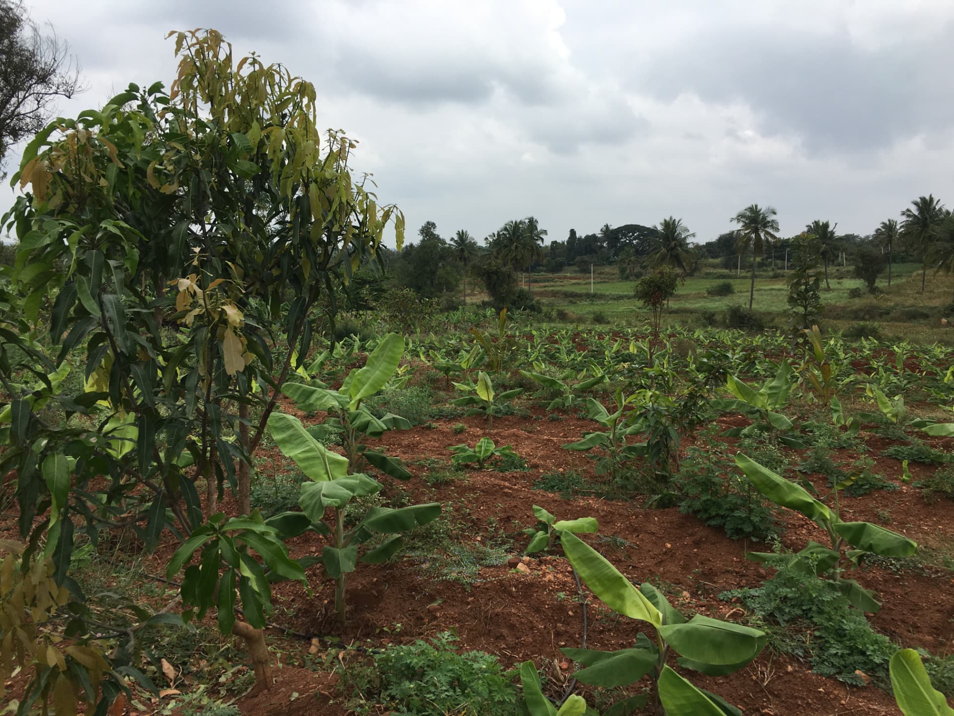 Young mango trees and banana saplings growing together in red soil