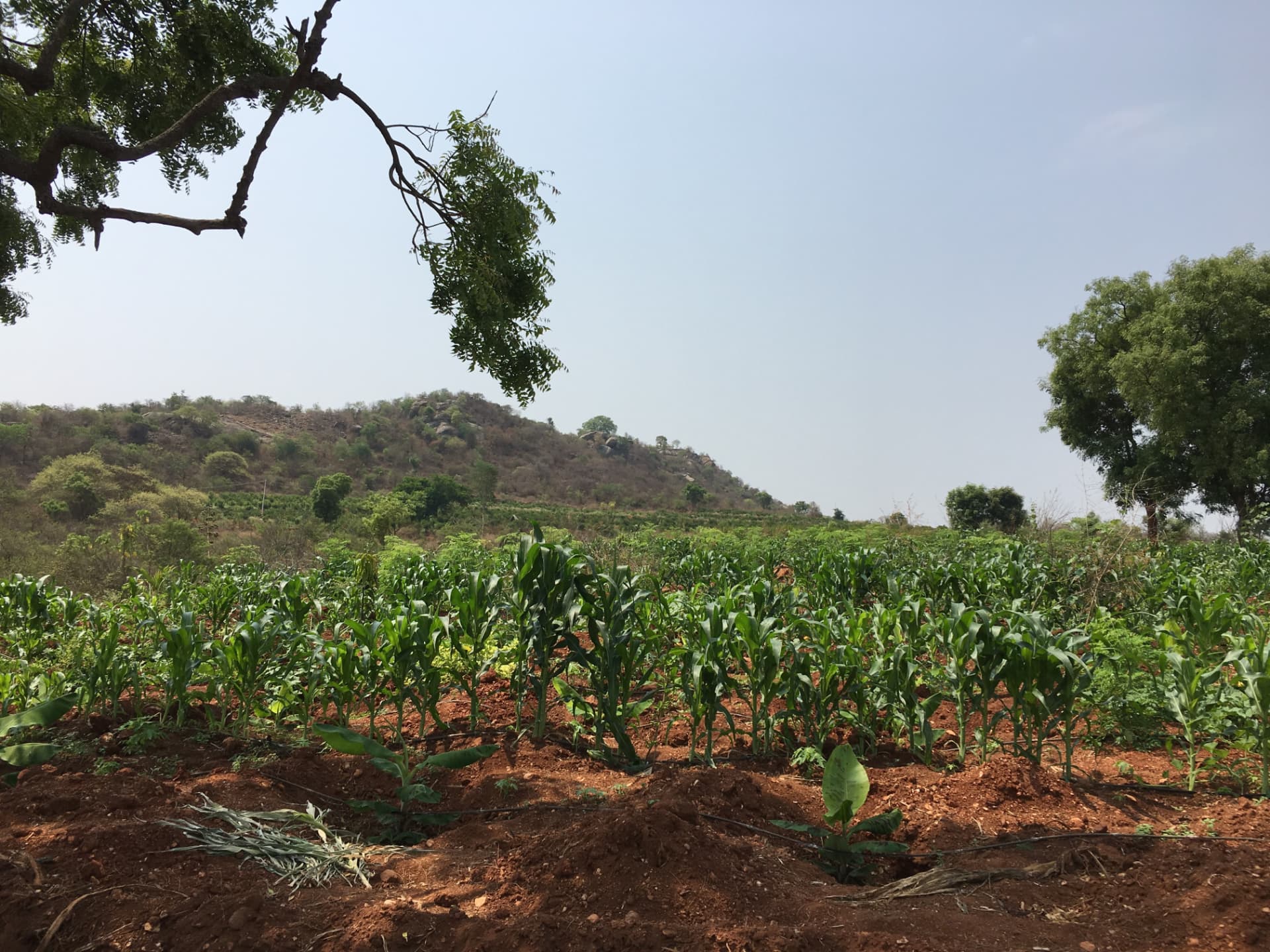 Maize field growing below the rocky hill near the farm