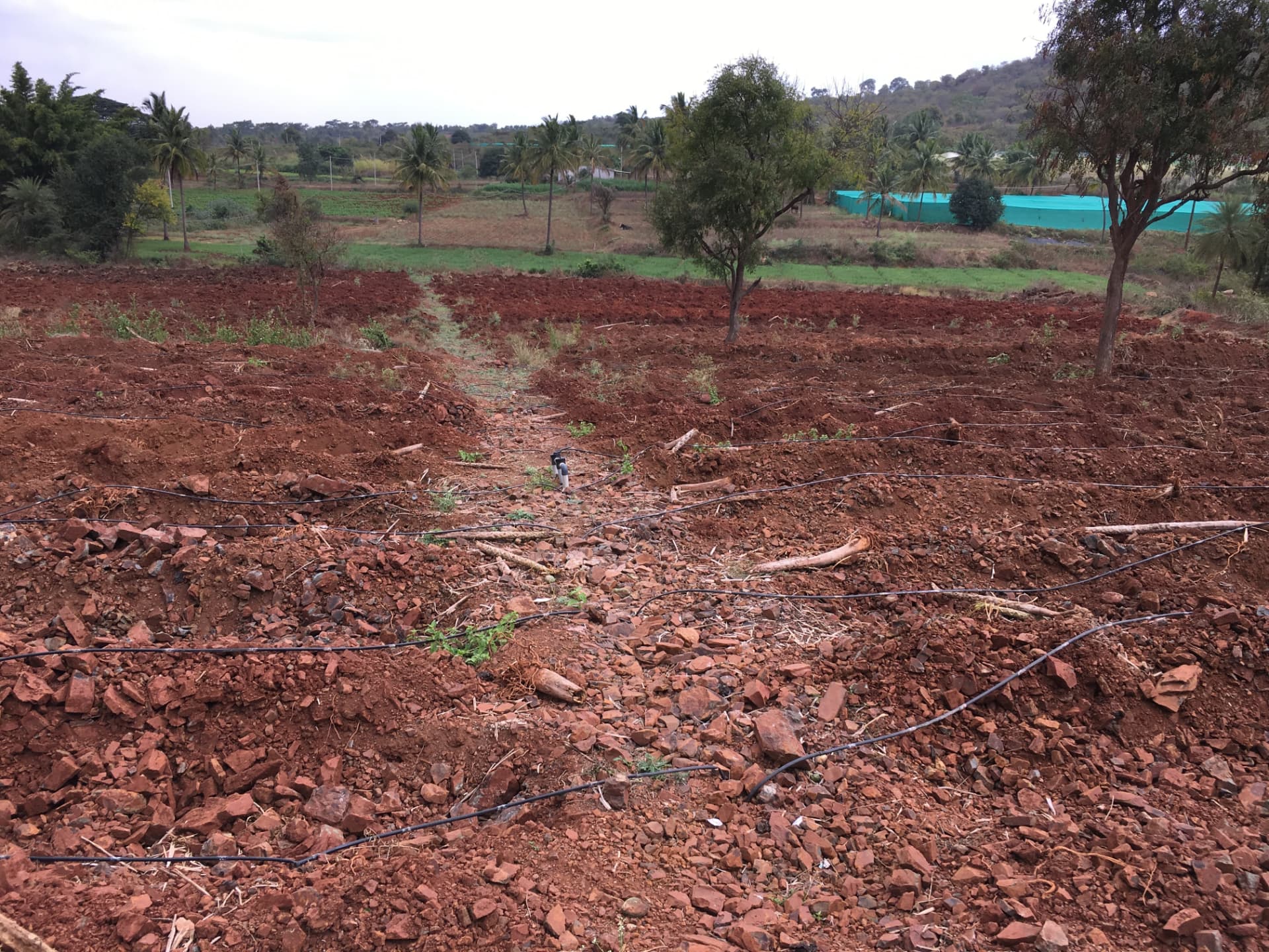 Freshly ploughed red laterite soil with drip irrigation lines